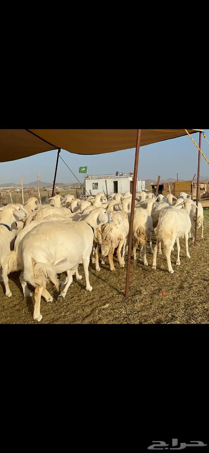 غنم حرية طايفيه مراح واحد تنصفط للقناي 49 8