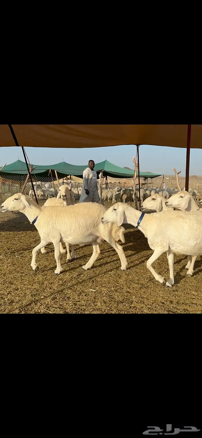 غنم حرية طايفيه مراح واحد تنصفط للقناي 49 9