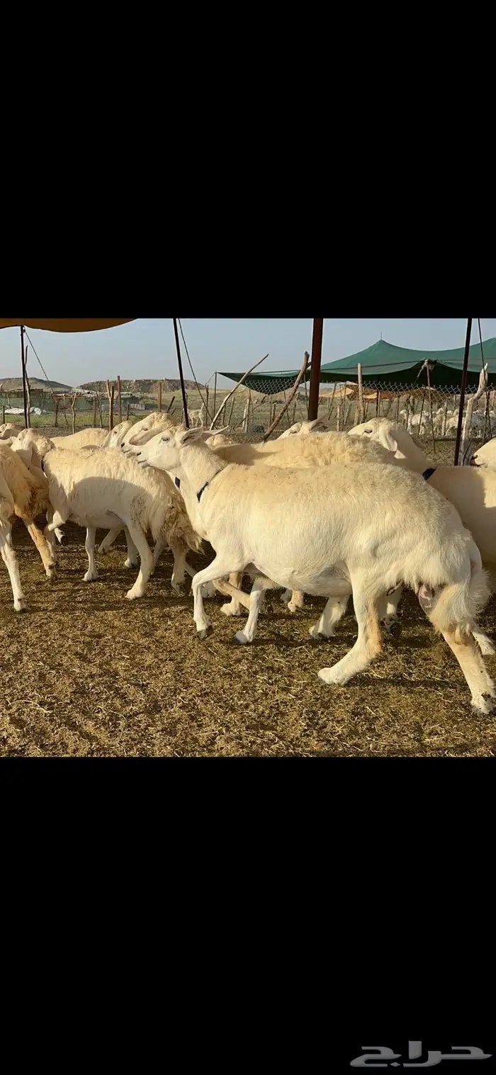 غنم حرية طايفيه مراح واحد تنصفط للقناي 49 10