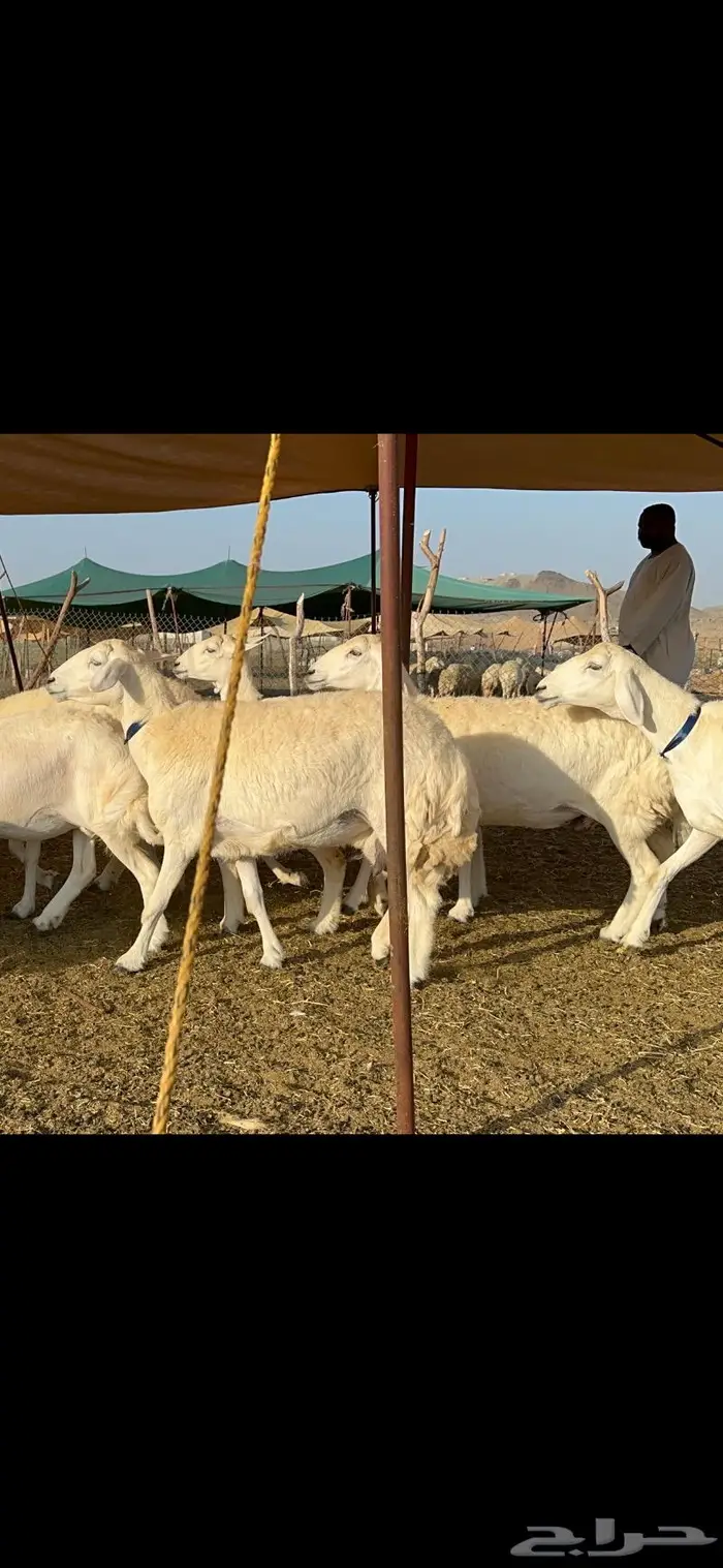 غنم حرية طايفيه مراح واحد تنصفط للقناي 49 11