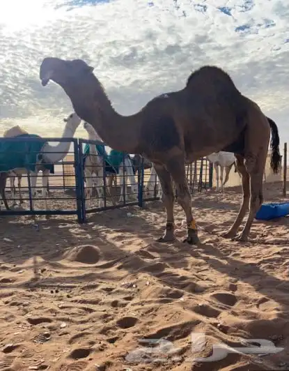 فحل احمر كفو شكل وانتاج وساس السوم 50 فديو جديد 0