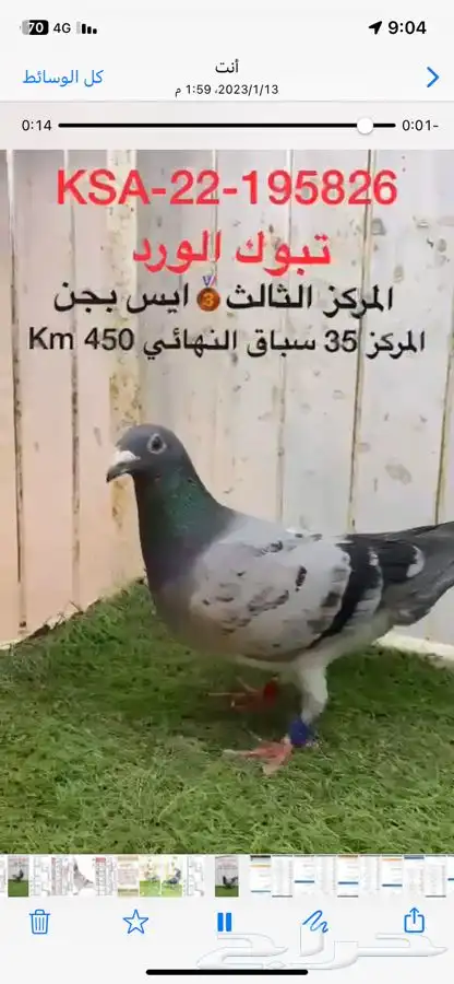 زاجل سباق ثالث حجل ذهبي 0