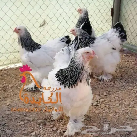 دجاج براهما 2