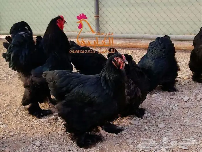 دجاج براهما 5