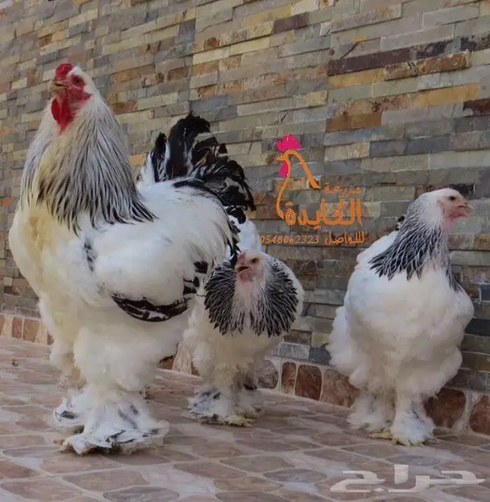 دجاج براهما 1
