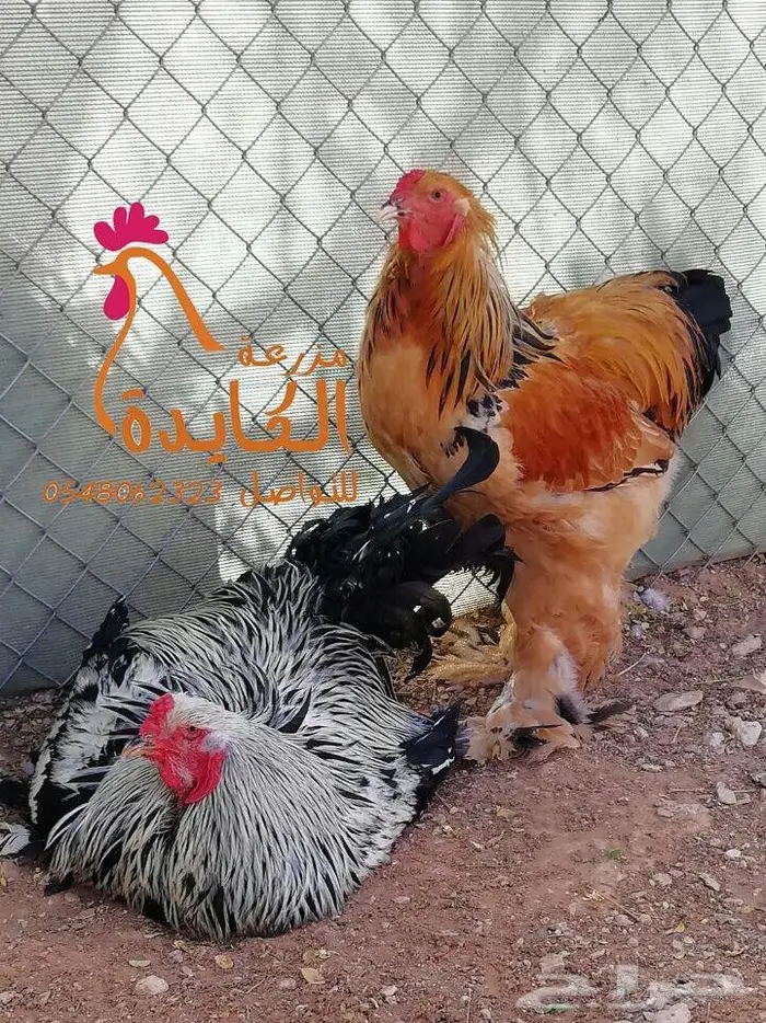 دجاج براهما 9