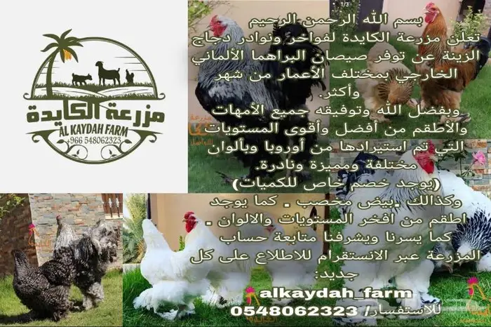 دجاج براهما 0