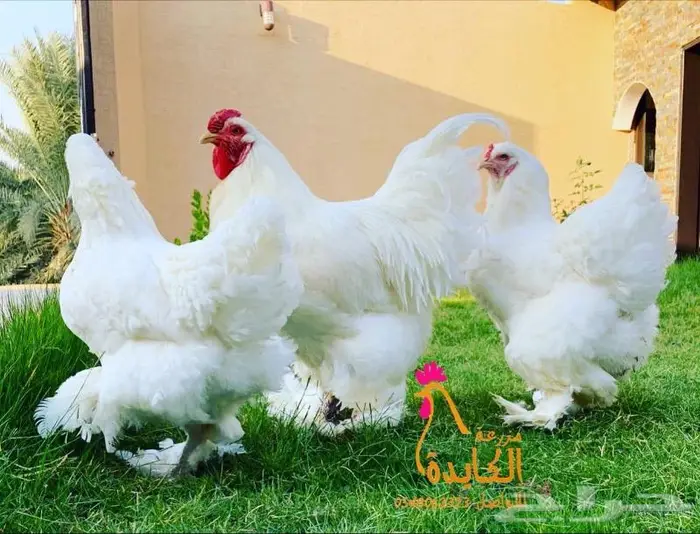 دجاج براهما 8