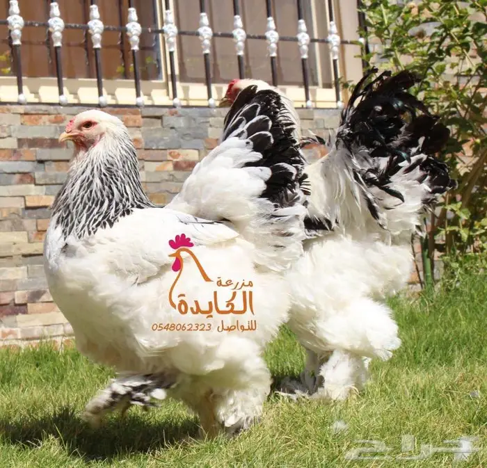 دجاج براهما 4
