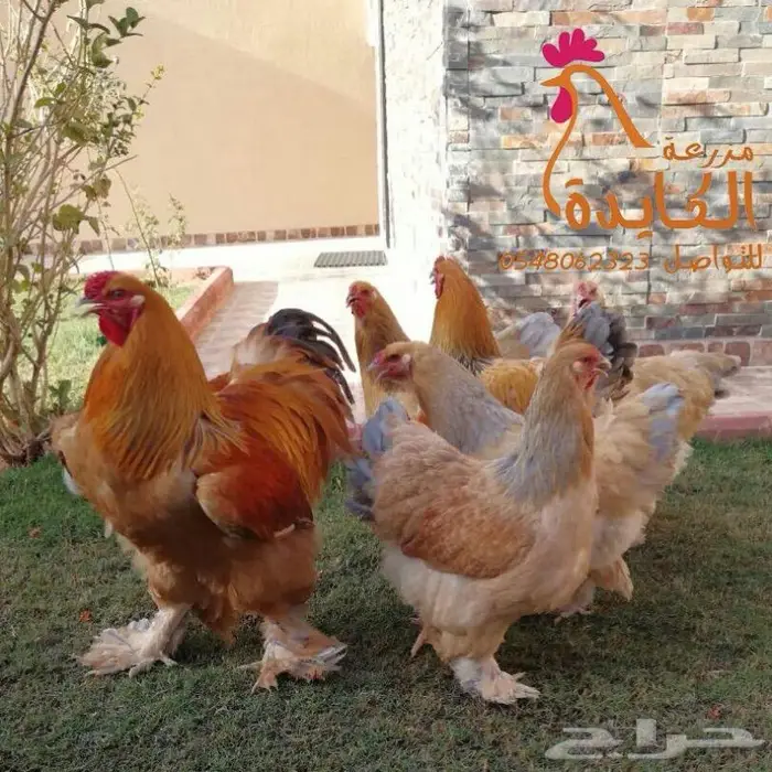 دجاج براهما 10