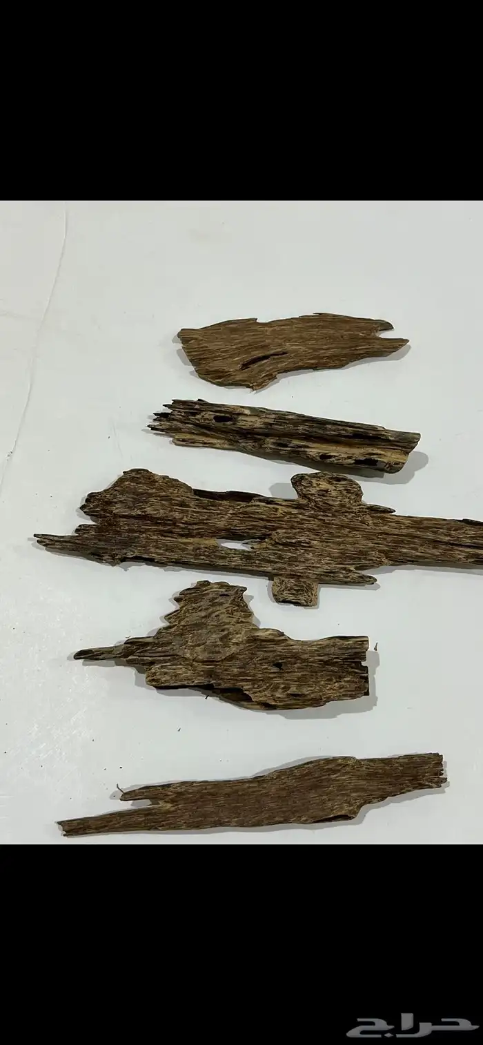عود اندرووتر بروناي 1