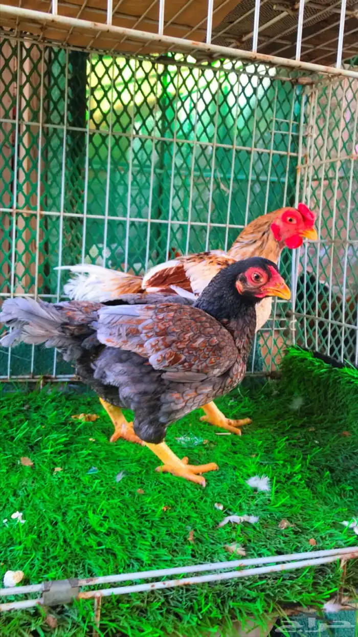 جوز دجاج كورنيش تم البيع تم البيع 1
