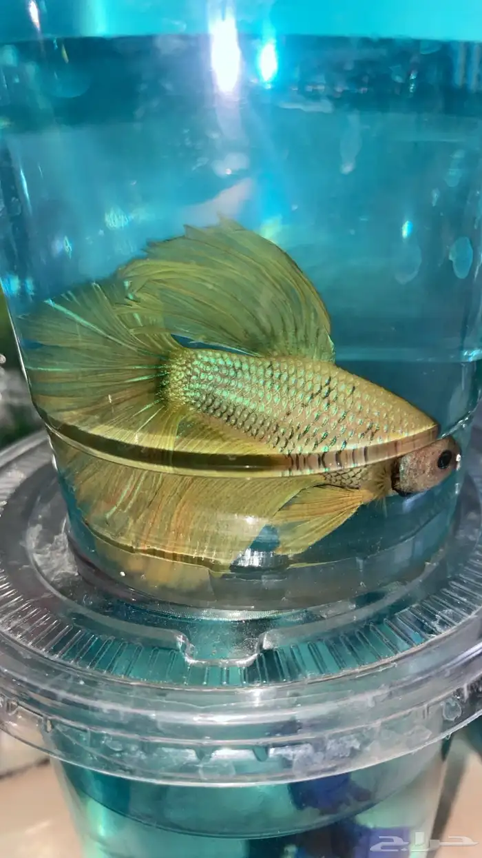 اسماك فايتر فل مون وهاف مون 0