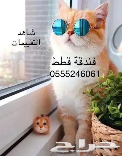 فندقة قطط وطيور - وقت سفركم - شاهد التقييمات 0