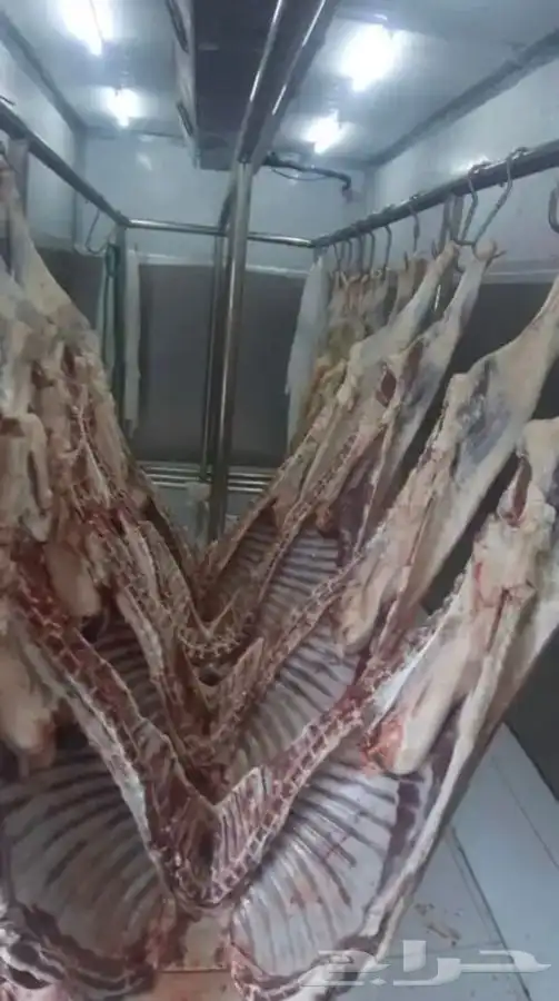 يوجد لدينا لحم مبرد وطازج بافضل جوده وسعر في جده 7