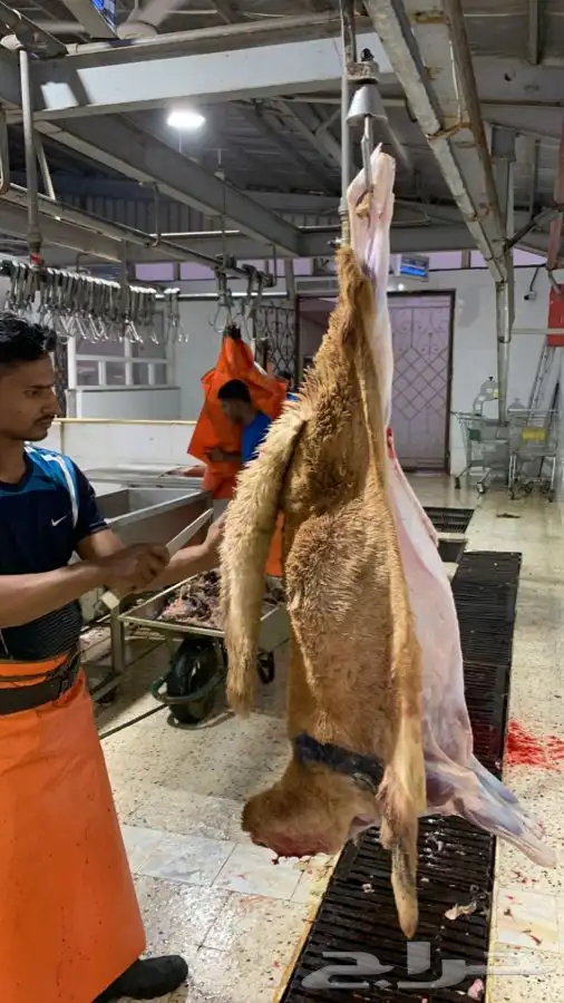 ذبايح سواكني تربايه طيبه ونظيفه وجزله 0