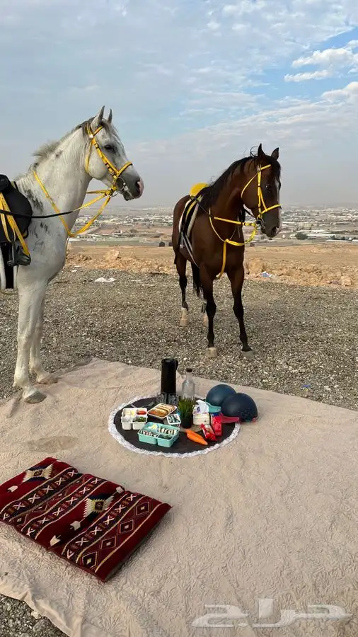 رحلات خارجيه بالخيل 13