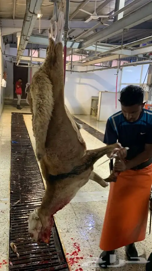 ذبايح سواكني تربايه طيبه ونظيفه وجزله 1