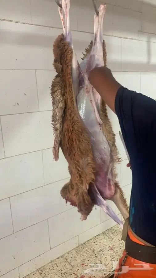 ذبايح سواكني تربايه طيبه ونظيفه وجزله 3