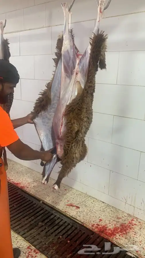 ذبايح سواكني تربايه طيبه ونظيفه وجزله 7