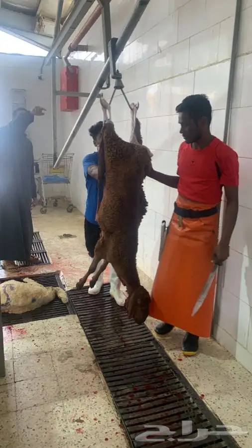 ذبايح سواكني تربايه طيبه ونظيفه وجزله 6