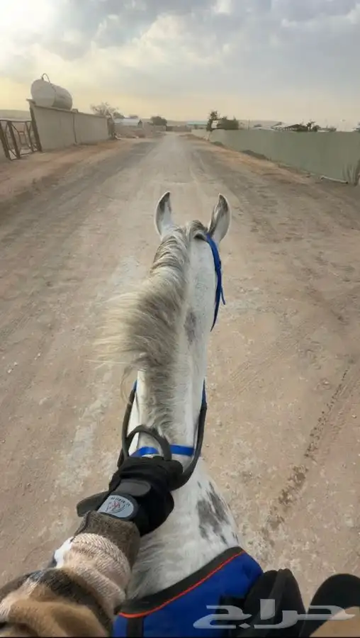 رحلات خارجيه بالخيل 9