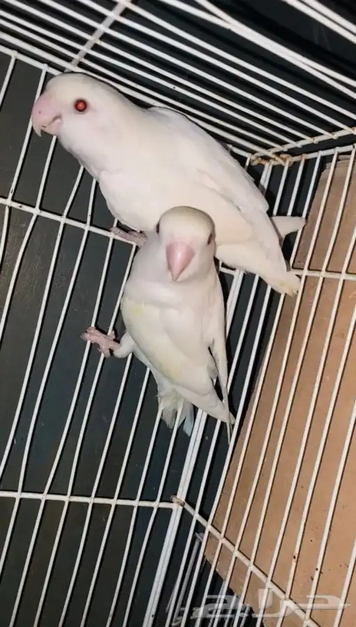 روز البينو 2 ( تممم البيع ). 6