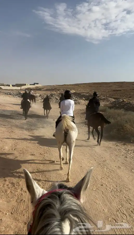 رحلات خارجيه بالخيل 3