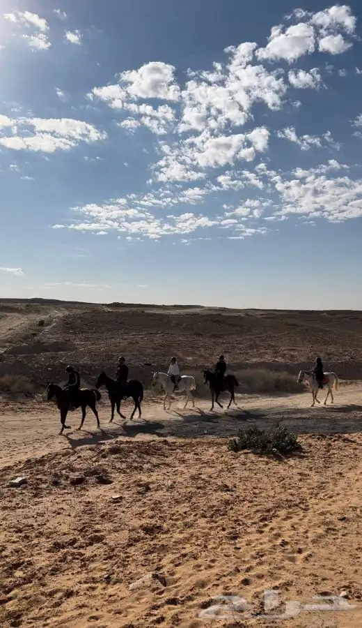 رحلات خارجيه بالخيل 0