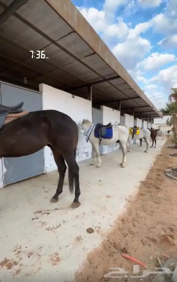 رحلات خارجيه بالخيل 10