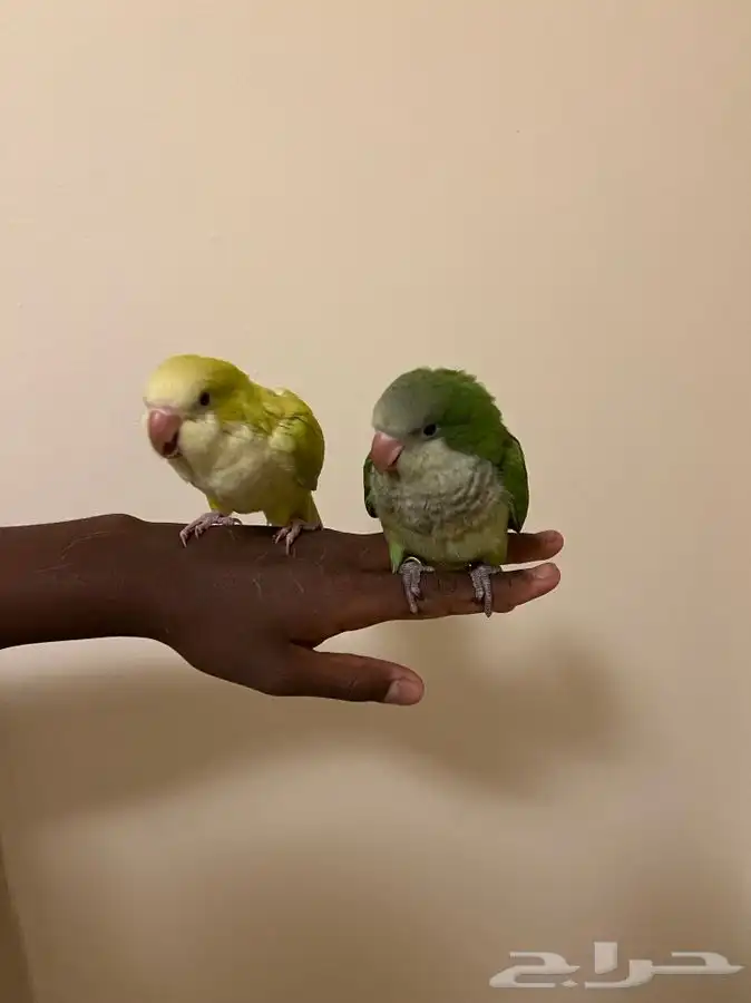 4 حبات كويكر نهايه غر ( تم بيع الجميع ) 2