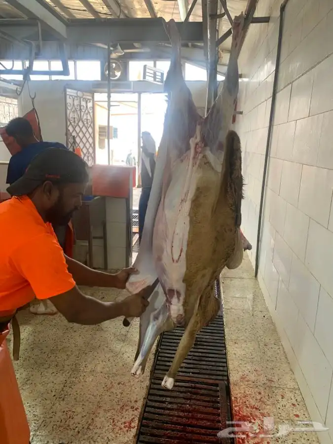 ذبايح سواكني تربايه طيبه ونظيفه وجزله 5