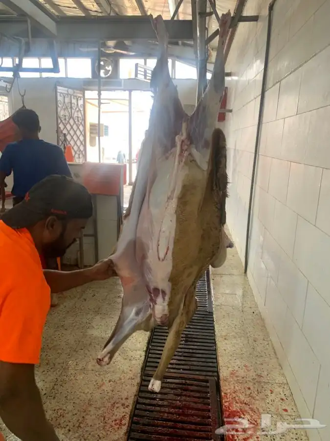 ذبايح سواكني تربايه طيبه ونظيفه وجزله 4