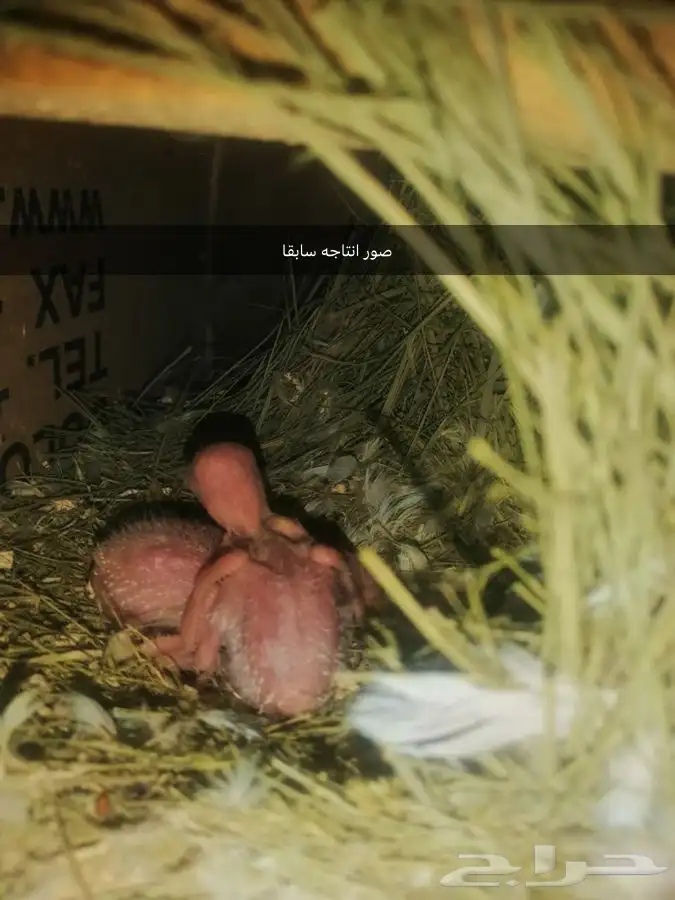 روز البينو 2 ( تممم البيع ). 8