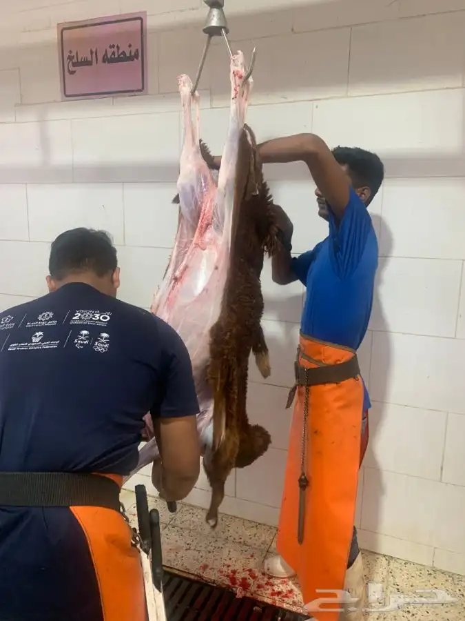 ذبايح سواكني تربايه طيبه ونظيفه وجزله 8
