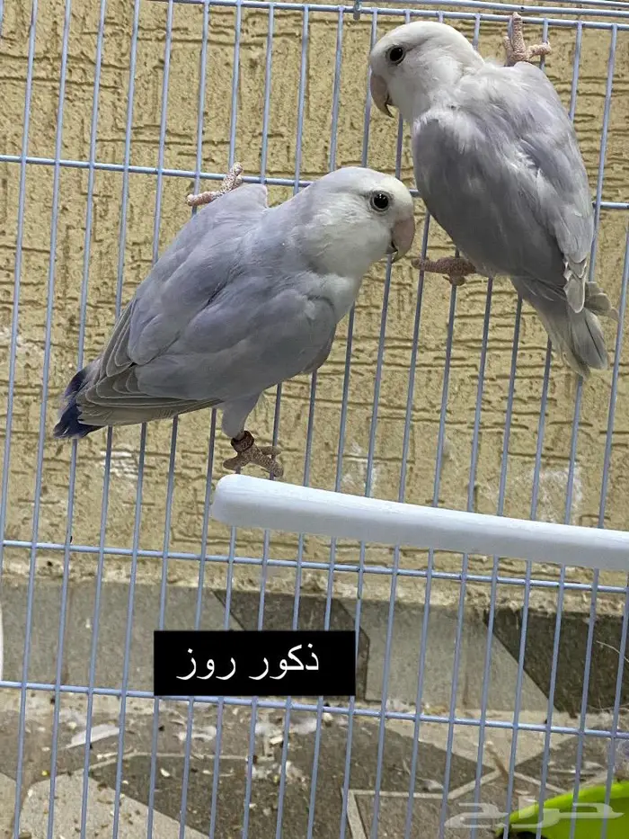ذكر ذكور روز 2