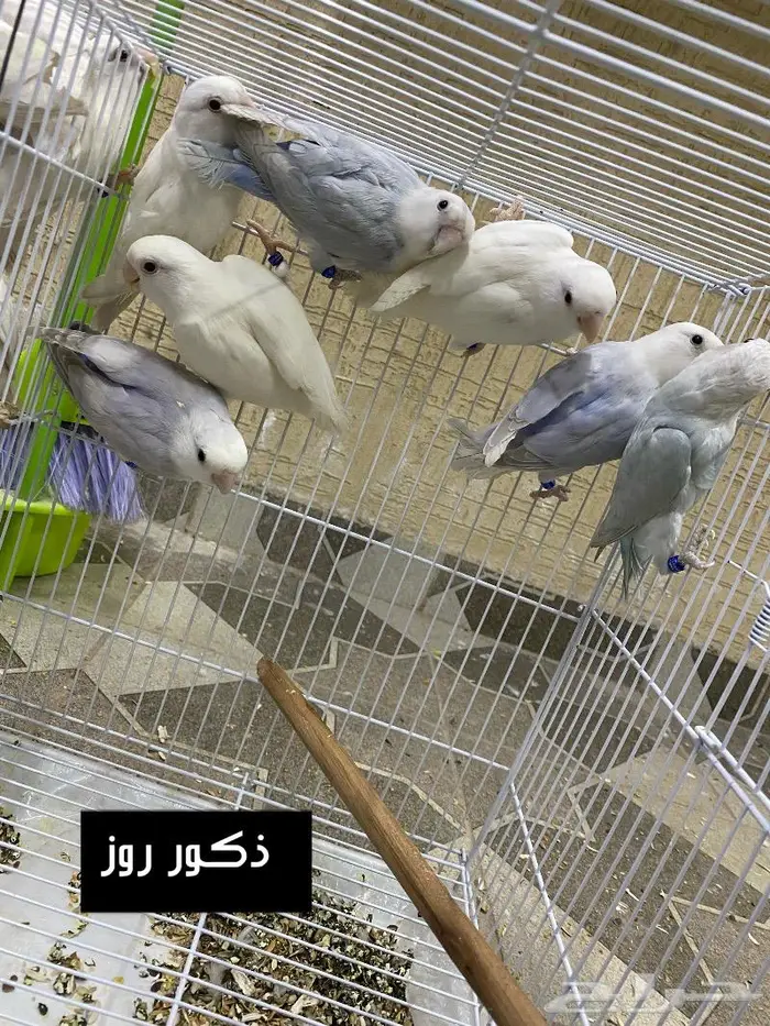 ذكر ذكور روز 1