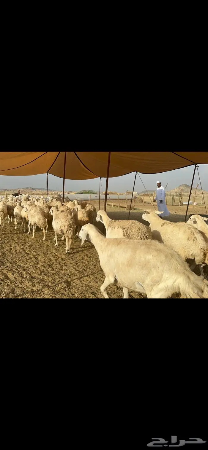غنم حريات حرش منوة القناي 96 0