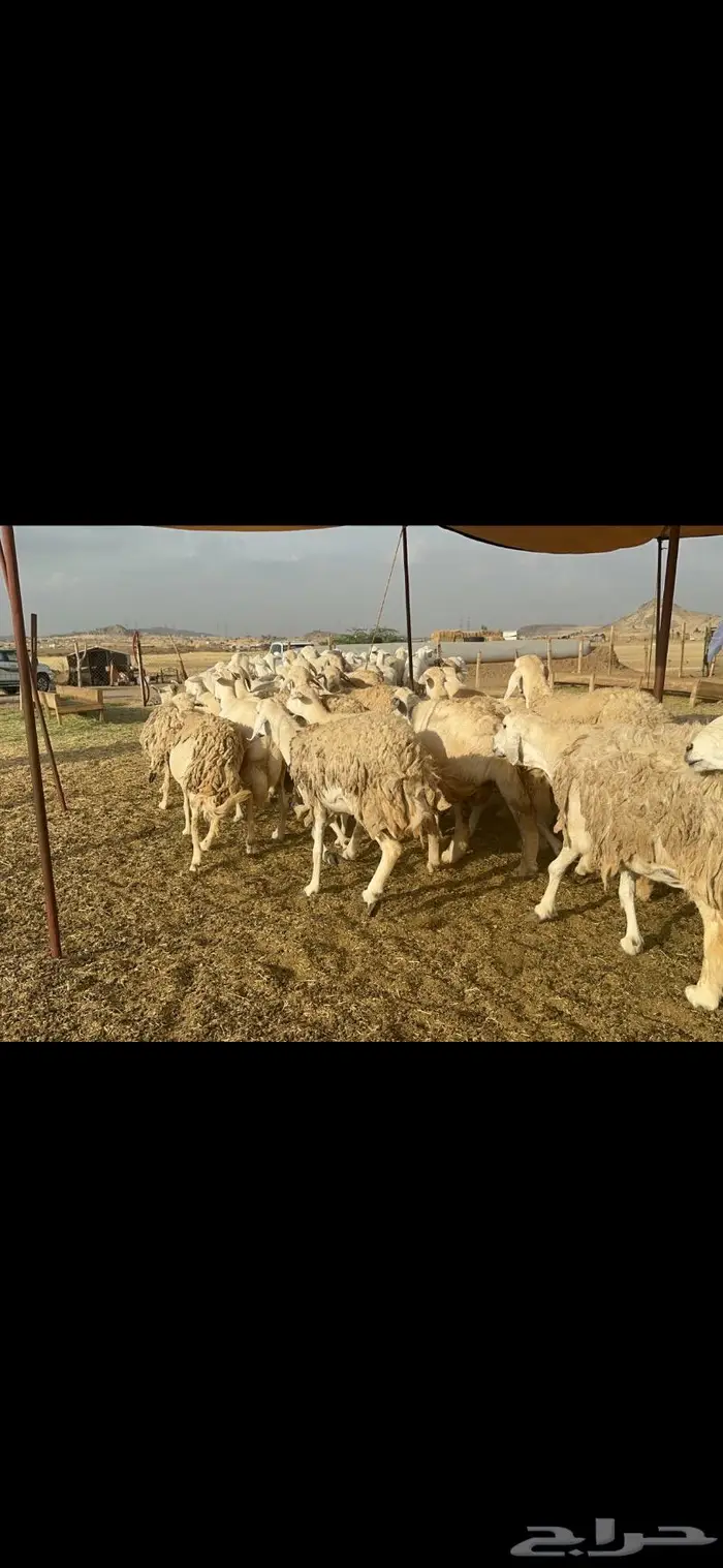 غنم حريات حرش منوة القناي 96 1