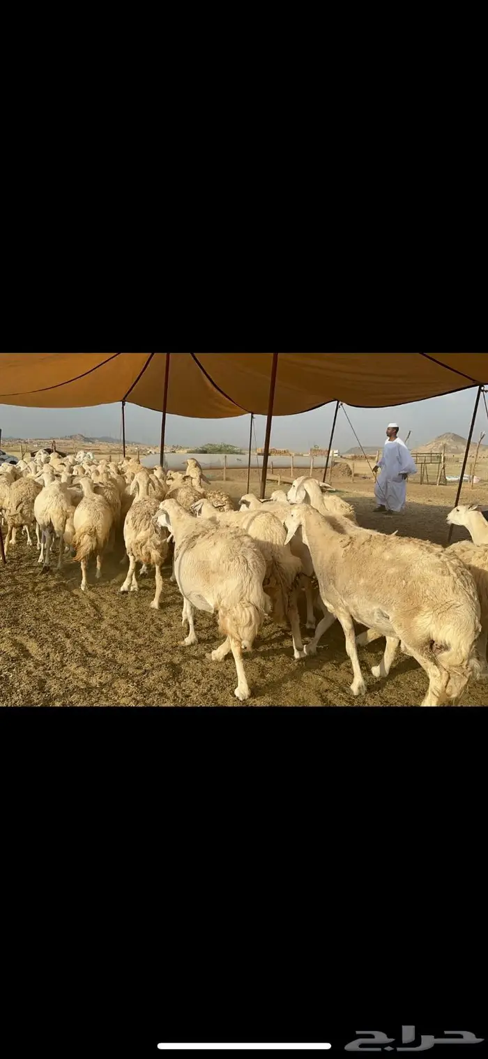 غنم حريات حرش منوة القناي 96 2