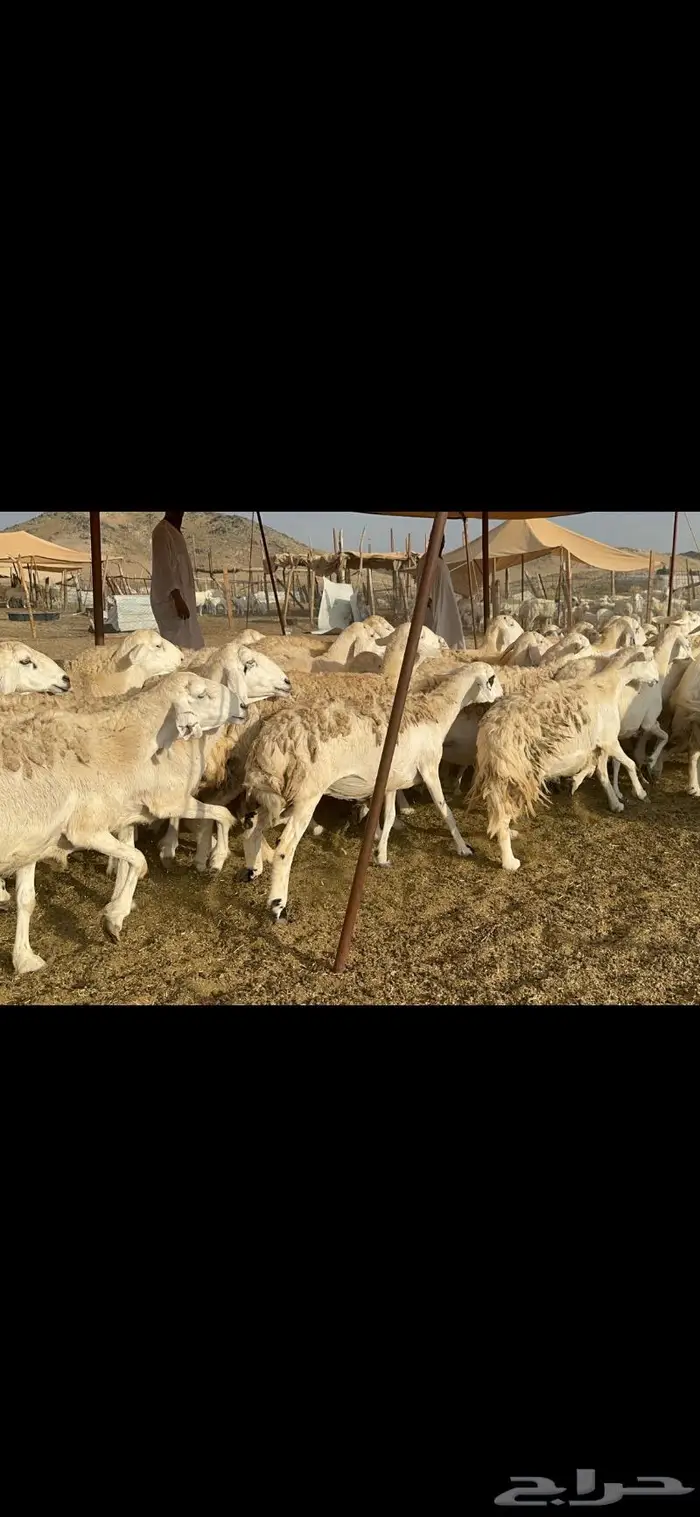 غنم حريات حرش منوة القناي 96 4