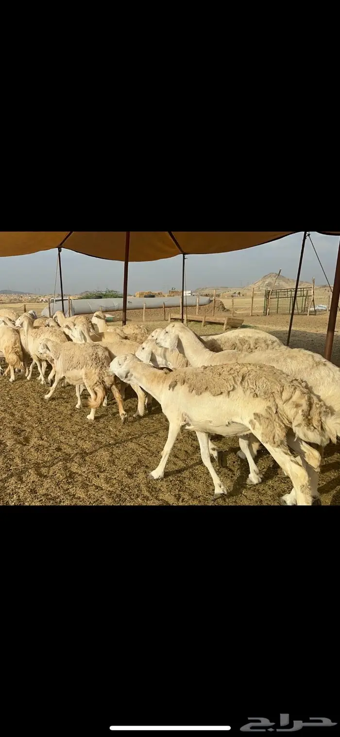 غنم حريات حرش منوة القناي 96 3
