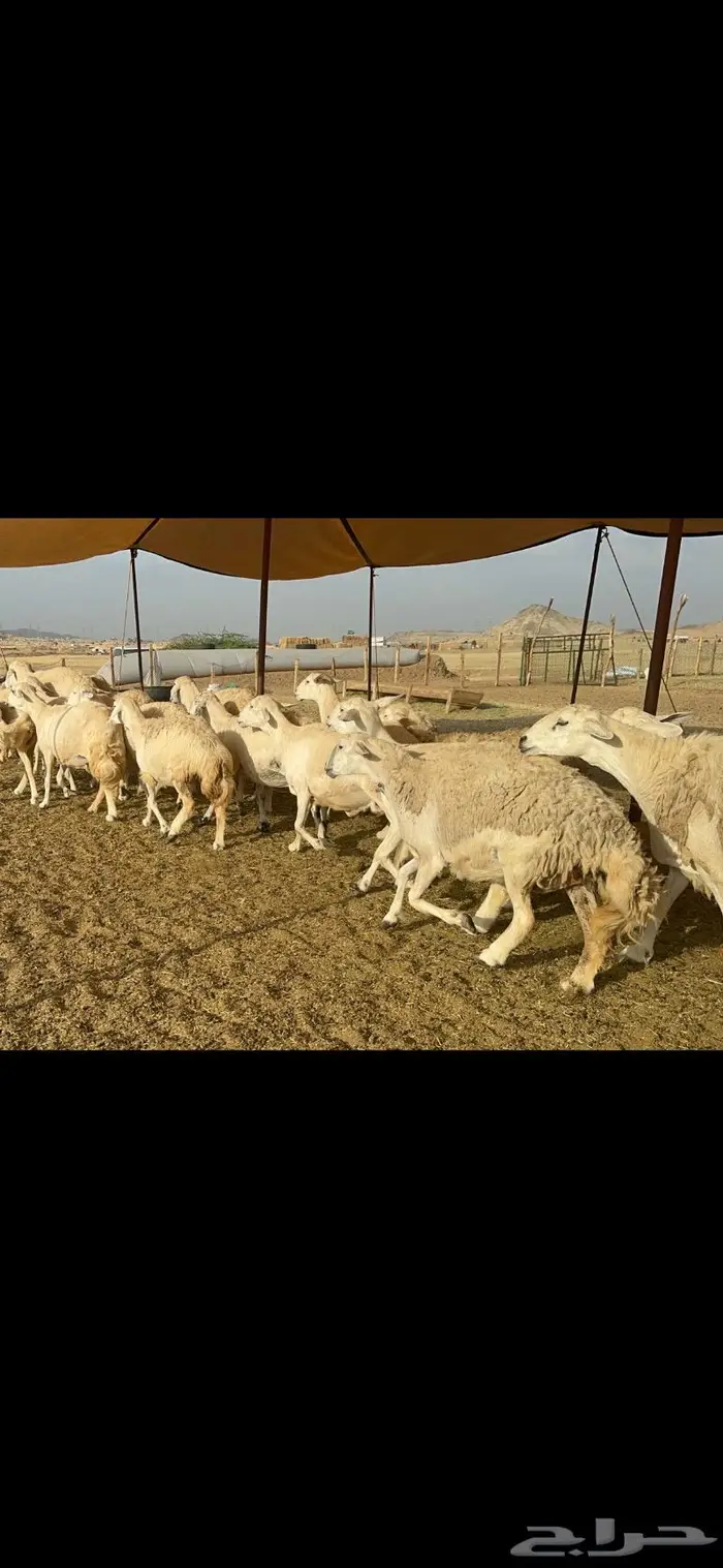 غنم حريات حرش منوة القناي 96 5