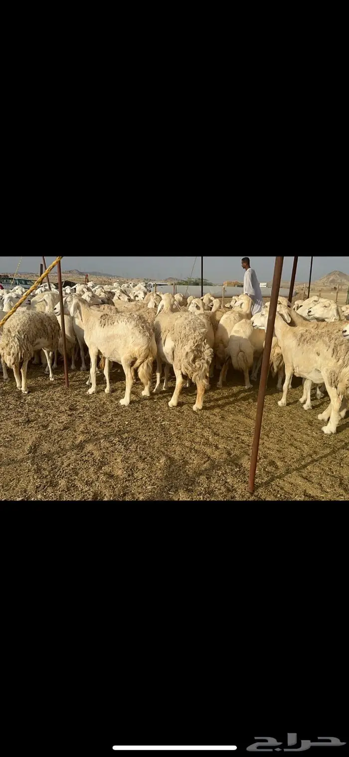 غنم حريات حرش منوة القناي 96 6