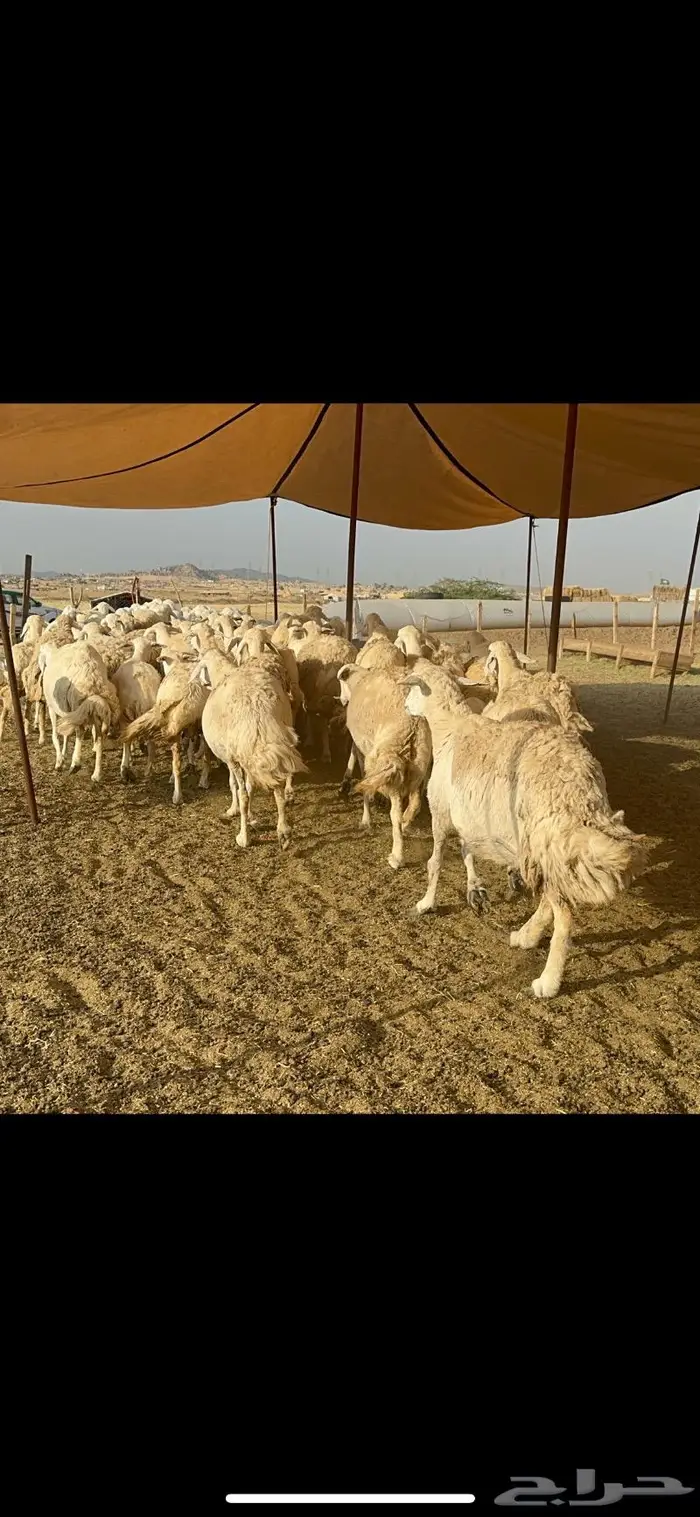 غنم حريات حرش منوة القناي 96 7
