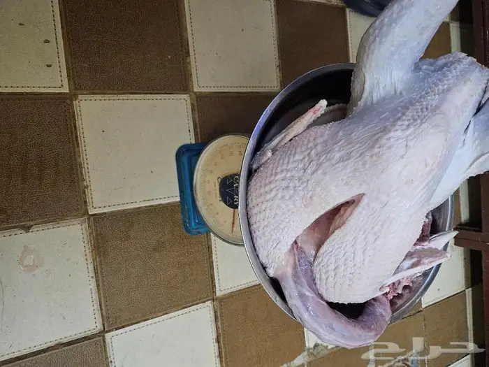 ديك رومي ذبح طازج 1
