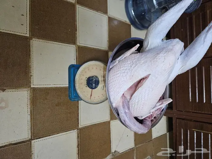 ديك رومي ذبح طازج 3
