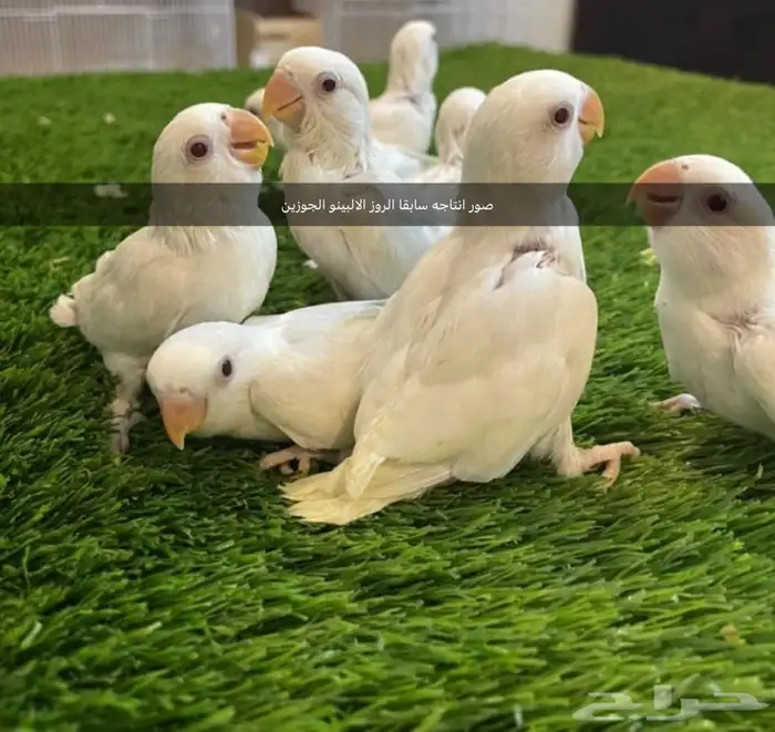روز البينو 2 ( تممم البيع ). 9