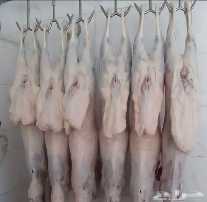 يوجد لدينا لحم مبرد وطازج بافضل جوده وسعر في جده 3