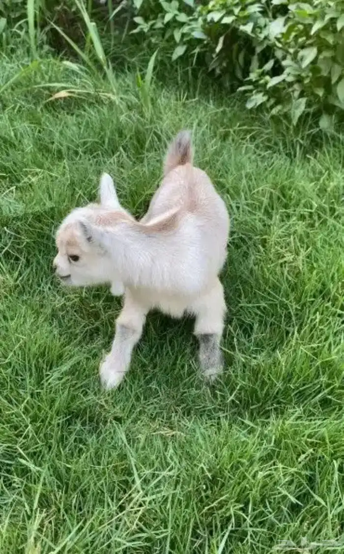 ماعز قزم قزم الليف جدا الماعز القزم الصغير صديق الطفل 0